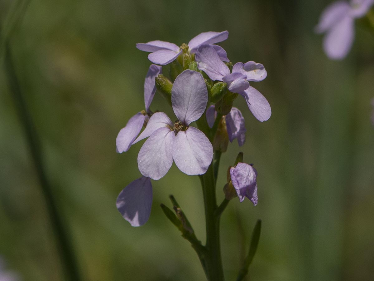 Blüten